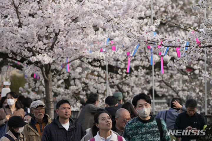 [요코하마=AP/뉴시스]일본 도쿄 인근 요코하마에서 지난 6일 시민들이 만개한 벚꽃을 구경하고 있다. 2024.04.08.