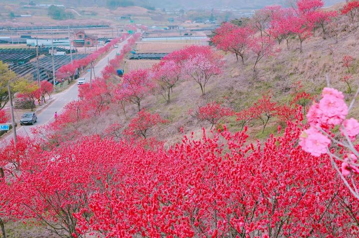 [금산=뉴시스] 금산군 남일면에 아름답게 만개한 홍도화. (사진= 금산군 제공) *재판매 및 DB 금지