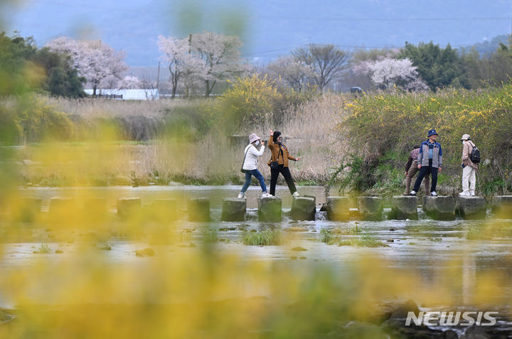 봄꽃이 핀 전남 담양군 고서면 증암천에서 나들이객이 사진을 찍고 있는 모습. (뉴시스DB) photo@newsis.com