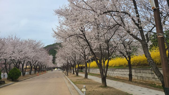 대가야역사테마관광지에 활짝 핀 벚꽃길 (사진=고령군 제공) *재판매 및 DB 금지