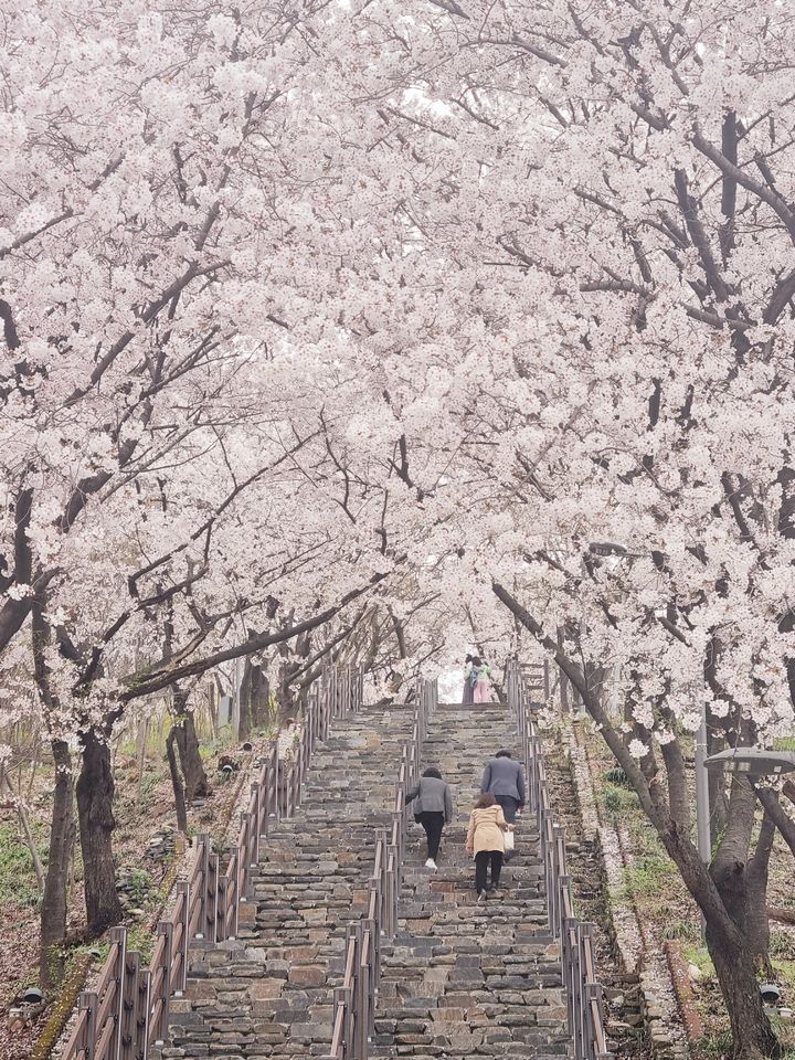 '침산공원 벚꽃 돌계단' 아시나요…대구 북구 벚꽃 명소