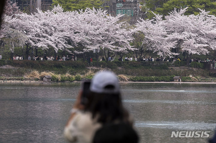 [서울=뉴시스] 정병혁 기자 = 완연한 봄 날씨를 보인 8일 서울 송파구 석촌호수를 찾은 시민들이 만개한 벚꽃을 바라보며 즐거운 시간을 보내고 있다. 2024.04.08. jhope@newsis.com