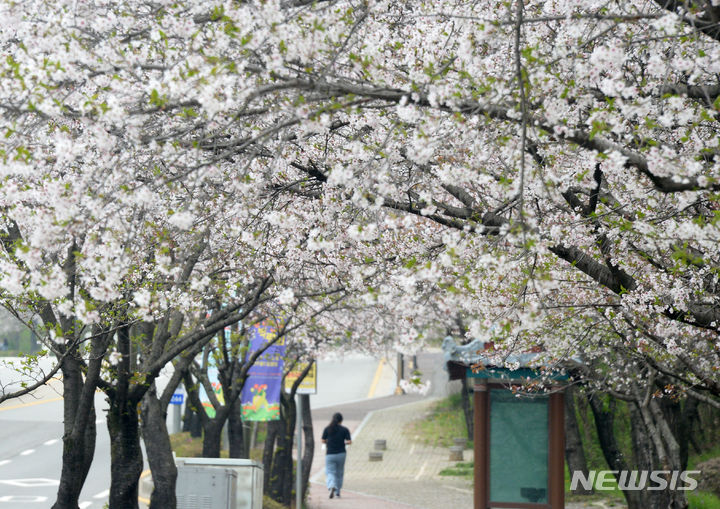 [전주=뉴시스] 김얼 기자 = 8일 전북 전주시 조경단로에 핀 벚꽃이 바람에 떨어져 내리고 있다. 2024.04.08. pmkeul@newsis.com