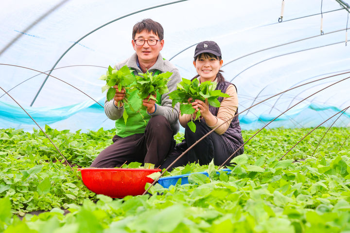 [산청=뉴시스] 산청 봄 취나물  *재판매 및 DB 금지