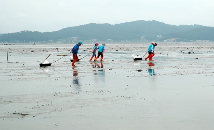 [태안=뉴시스] 지난 2021년 7월 태안 근흥면 마금리 마금어촌계원들이 바지락 종패를 살포하기 위해 갯벌로 종패를 옮기고 있다.(사진=뉴시스 DB). photo@newsis.com *재판매 및 DB 금지