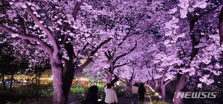 [괴산=뉴시스] 연종영 기자 = 충북 괴산군과 청안팝콘벚꽃축제추진위원회는 13~14일 청안면 다목적광장에서 ‘2024 청안팝콘축제’를 개최한다고 9일 밝혔다. (사진=괴산군 제공) 2024.04.09. photo.newsis.com 