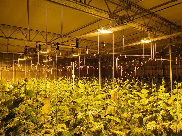 오이 시설하우스 보광재배 *재판매 및 DB 금지