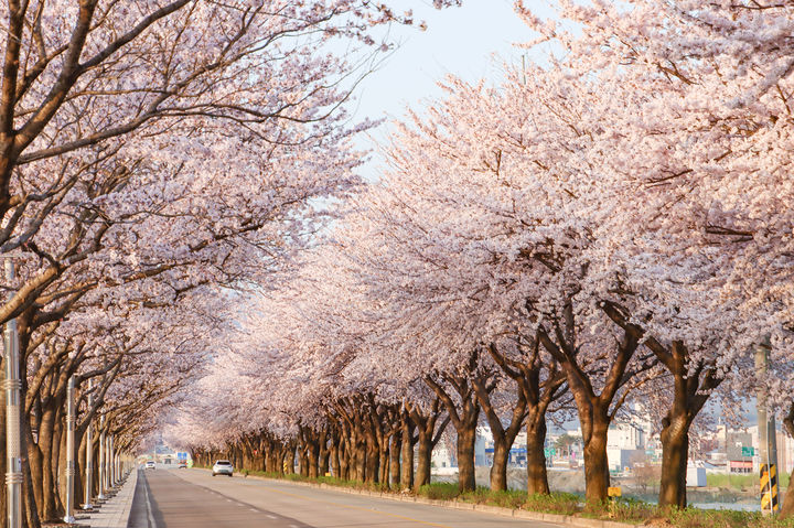 양양 남대천 벚꽃이 활짝핀 모습. 양양군 제공 *재판매 및 DB 금지