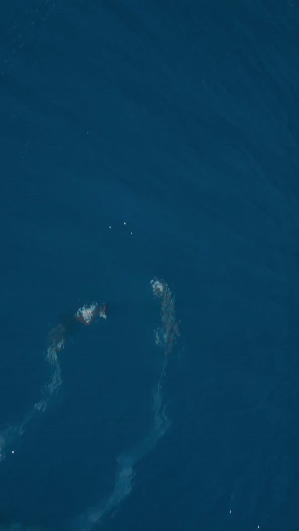 [서울=뉴시스]빠른 헤엄으로 범고래의 사냥을 피하는 돌고래 모습이 담긴 영상이 공개됐다.(사진=온라인 커뮤니티 갈무리) *재판매 및 DB 금지