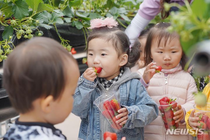 [울산=뉴시스] 직접 수확한 딸기를 맛보고 있는 어린이. (사진=농촌진흥청 제공) photo@newsis.com *재판매 및 DB 금지