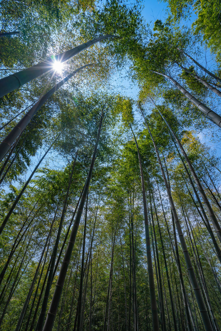 [거제=뉴시스] 신정철 기자= 거제시는 오는 21~22일 양일간 '거제 맹종 대나무 축제'를 하청면 소재 거제맹종죽테마파크에서 개최한다.사진은 약10만 3000㎡ 면적에 3만여 그루의 대나무가 자라고 있는 거제 맹종죽테마파크 전경.(사진=거제시 제공).2024.04.10. photo@newsis.com *재판매 및 DB 금지