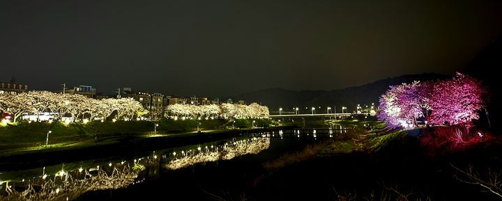 [울산=뉴시스] 울산 울주군은 이달부터 온산읍 덕신리 회야강변 벚꽃길에 야간 경관조명을 점등한다고 10일 밝혔다. 2024.04.10. (사진= 울주군 제공)photo@newsis.com *재판매 및 DB 금지