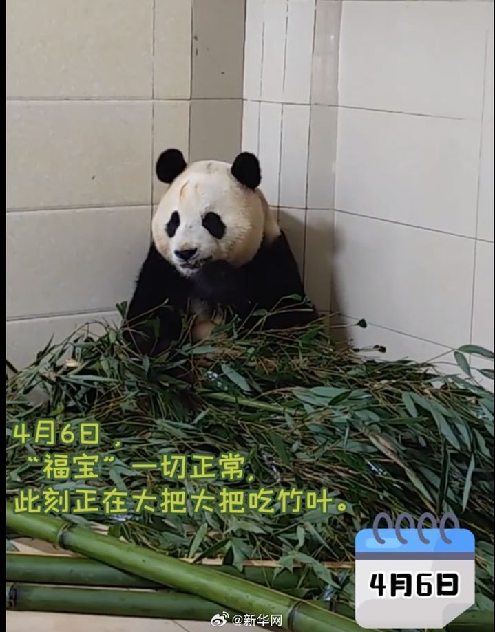 [서울=뉴시스] 10일 중국자이언트 판다보호연구센터가 위챗을 통해 공개한 푸바오의 사진으로, 지난 3일 중국으로 돌아간 푸바오가 대나무를 먹는 모습. <사진출처: 자이언트판다보호연구센터 위챗> 2024.04.10 