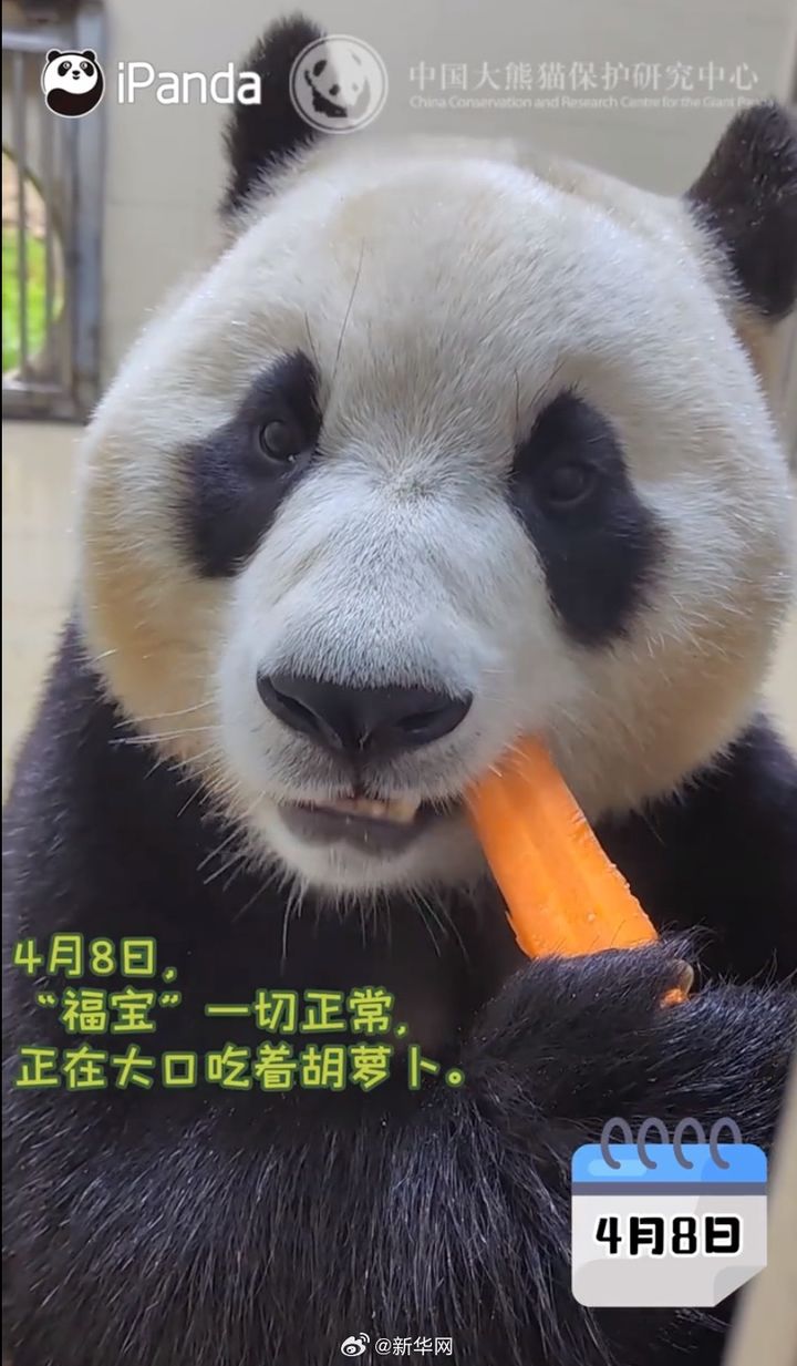 [서울=뉴시스] 10일 중국자이언트 판다보호연구센터가 위챗을 통해 공개한 푸바오의 사진으로, 지난 3일 중국으로 돌아간 푸바오가 당근을 먹는 모습. <사진출처: 자이언트판다보호연구센터 위챗> 2024.04.10 