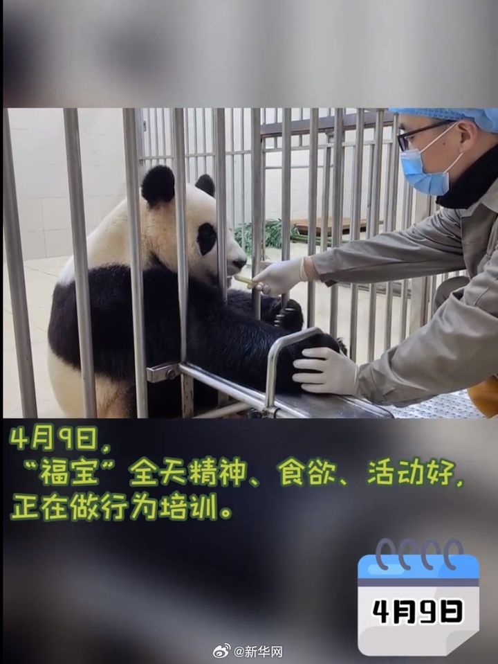 [서울=뉴시스] 10일 중국자이언트 판다보호연구센터가 위챗을 통해 공개한 푸바오의 사진으로, 지난 3일 중국으로 돌아간 푸바오가 새 사육사의 손을 잡고 있는 모습. <사진출처: 자이언트판다보호연구센터 위챗> 2024.04.10 
