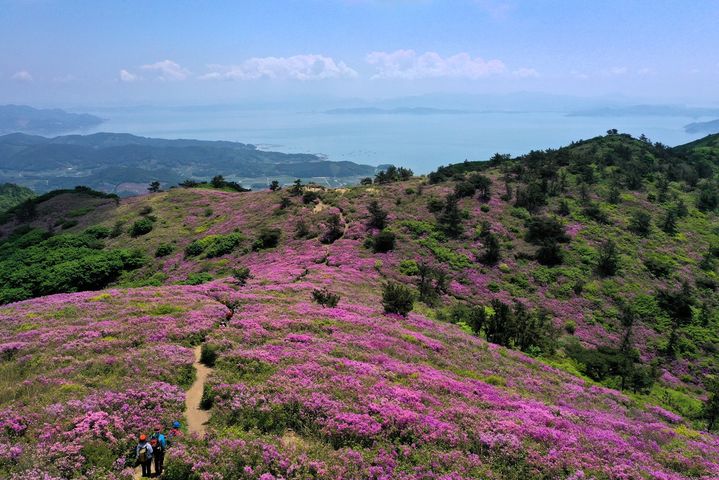 [보성=뉴시스] 2022년 보성 일림산 철쭉군락지 모습. (사진 = 보성군 제공). 2024.04.11. photo@newsis.com *재판매 및 DB 금지