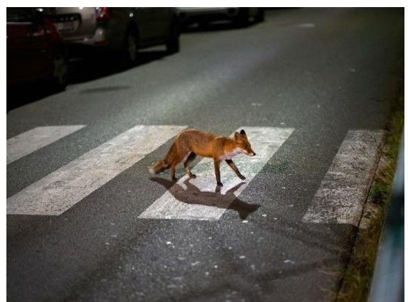 시몽 부드뱅, Vulpes vulpes Bruxellae, 2024, video 12’ *재판매 및 DB 금지