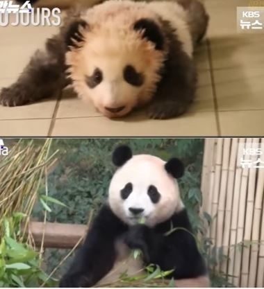 [서울=뉴시스]자이언트 판다 푸바오의 ‘예비신랑’으로 유력한 수컷 판다의 모습이 공개됐다.(사진=KBS 캡처) *재판매 및 DB 금지