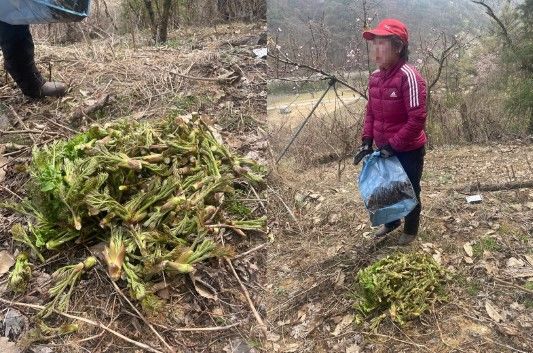 [전남광주=뉴시스] 최근 농산물 절도가 기승을 부려 각별한 주의를 요구하는 요즘 몰래 두릅을 채취하던 범인을 잡았다는 사연이 전해져 누리꾼들의 분노를 사고 있다. (사진= 보배드림 갈무리) 2026.10.10. photo@newsis.com *재판매 및 DB 금지