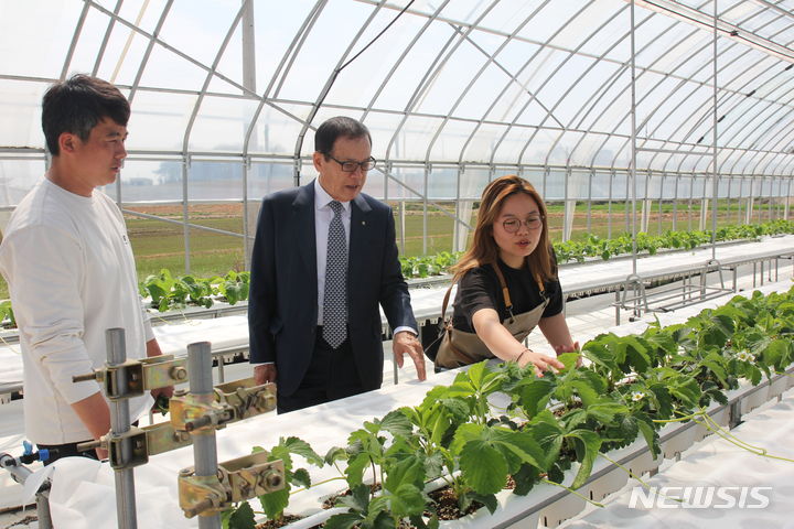 [부안=뉴시스]윤난슬 기자 = 전북 부안농협은 올해 신규 딸기 품종인 '홍희'를 수출 유망품목으로 지정했다고 12일 밝혔다.(사진=전북농협 제공)