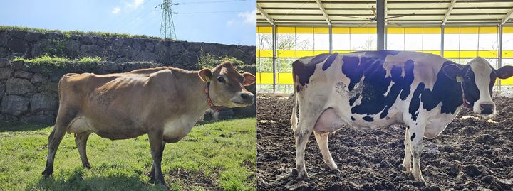 [제주=뉴시스] 갈색 털을 가진 저지종 젖소(왼쪽)와 얼룩무늬 젖소인 홀스타인종. (사진=제주도 제공) 2024.04.15. photo@newsis.com *재판매 및 DB 금지
