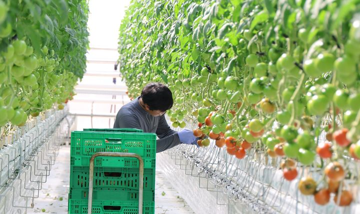 고흥 혁신밸리 토마토 재배. (사진=전남도 제공) *재판매 및 DB 금지