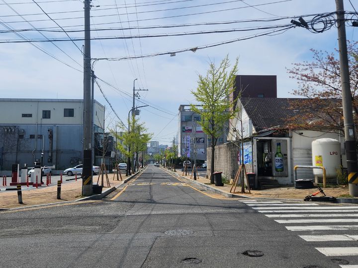 [울산소식]동구 은행나무 암나무→수나무 교체 등