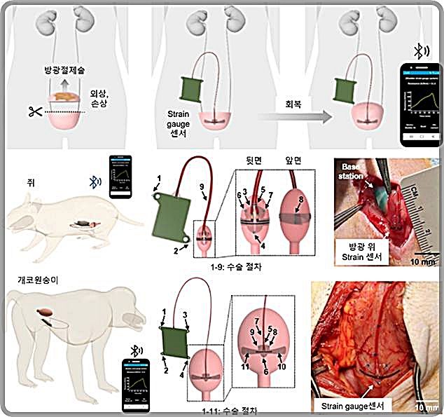 [대전=뉴시스] 방광 기능 모니터링을 위한 무선 이식형 플랫폼(위)과 쥐 모델실험 셋업(중간), 개코원숭이 실험 셋업(아래).(사진=KAIST 제공) *재판매 및 DB 금지