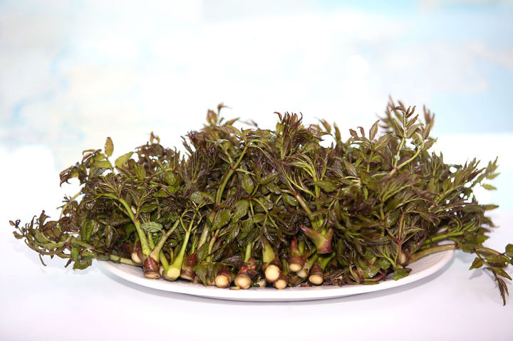 [영광=뉴시스] 전남 영광에서 독특한 향과 맛으로 산채의 제왕이라 불리는 '봄 보약' 이형드릅이 본격 출하되고 있다. (사진=영광군 제공) 2024.04.16. photo@newsis.com *재판매 및 DB 금지