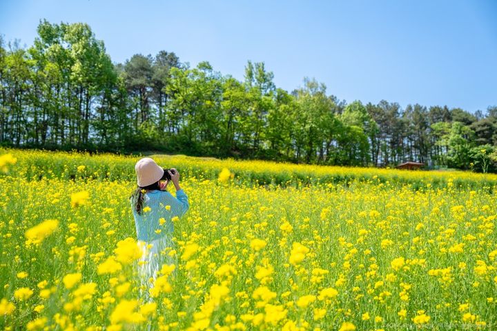 예천군 회룡포마을 유채꽃 (사진=예천군 제공) *재판매 및 DB 금지