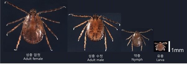 발생단계별 참진드기. (사진=전남도 제공) *재판매 및 DB 금지