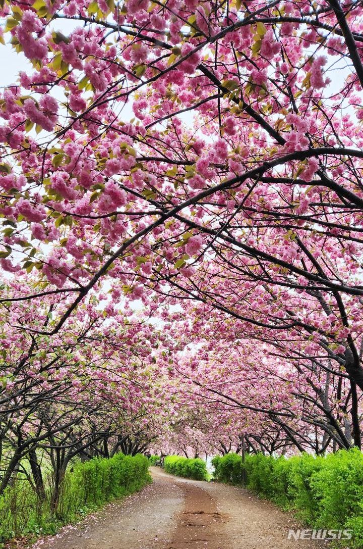 [전주=뉴시스]전북 전주 완산공원 꽃동산 (사진=전주시) 