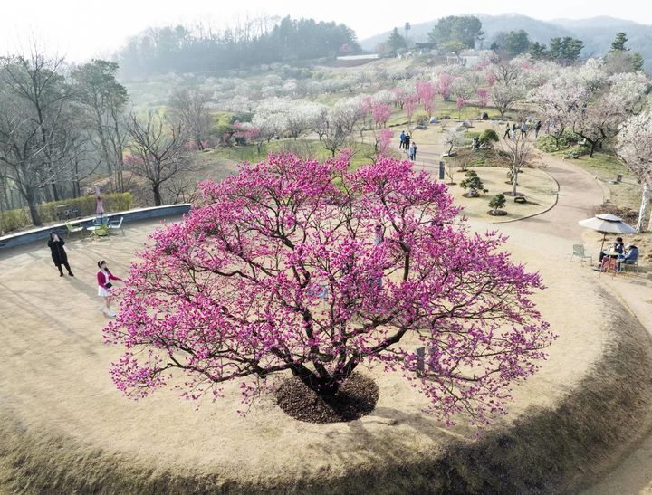 에버랜드 하늘정원길. (사진=에버랜드 제공) photo@newsis.com *재판매 및 DB 금지