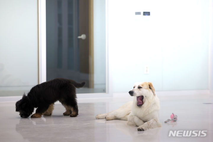 [서울=뉴시스] 김선웅 기자 = 17일 서울 서대문구 소재 서대문 내품애(愛)센터에서 한국삽살개재단이 기증한 삽살개 대호·서단이가 휴식을 취하고 있다. 서대문 내품애(愛)센터는 성숙한 반려동물 양육 문화를 확산하기 위해 서대문구가 개소한 센터로서 유기견 보호실, 상담실, 놀이실, 목욕·미용실, 체험교육장, 실외놀이터 등으로 구성돼있다. 또한 유기동물 보호·입양 상담, 동물 문화교실, 동물 매개 치유 등 다양한 프로그램이 진행된다. 2024.04.17. mangusta@newsis.com