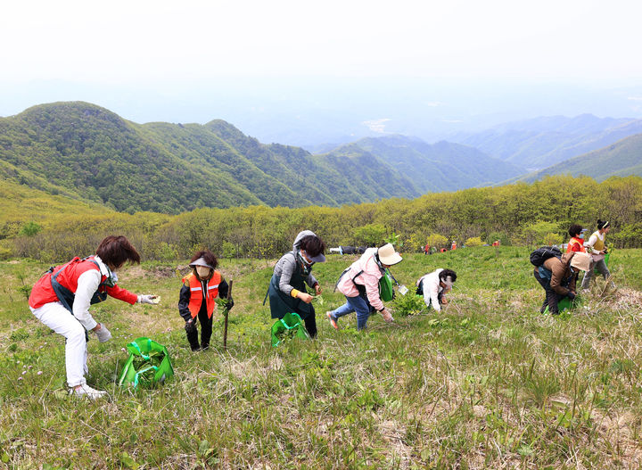 영양 일월산에서 봄나물을 채취하고 있다. (사진=영양군 제공) *재판매 및 DB 금지