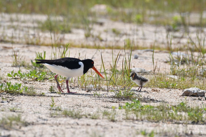 [고창=뉴시스] 고창갯벌에 서식하는 검은머리물떼새. (사진=뉴시스 DB). photo@newsis.com *재판매 및 DB 금지