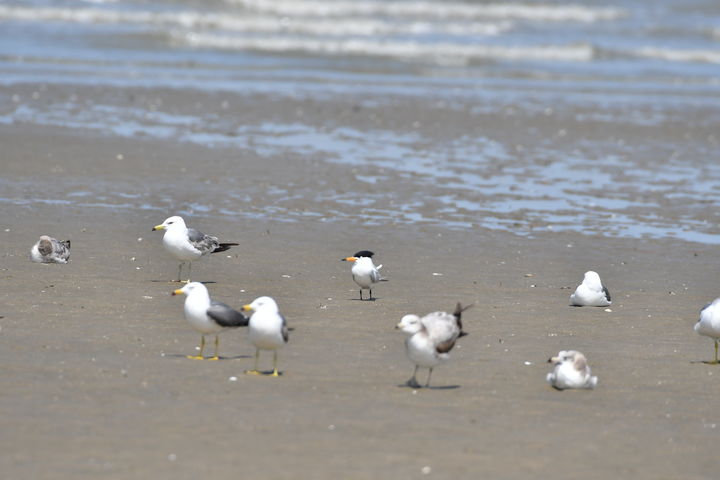 [고창=뉴시스] 고창갯벌에 서식하는 뿔제비갈매기. (사진=뉴시스 DB). photo@newsis.com *재판매 및 DB 금지