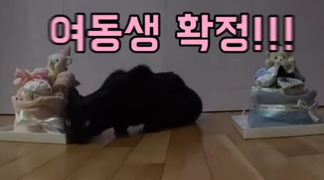 [서울=뉴시스] 박수홍, 김다예 부부의 성별은 딸로 밝혀졌다. (사진=유튜브 채널 '박수홍 행복해다홍' 캡처) 2024.04.19. photo@newsis.com *재판매 및 DB 금지