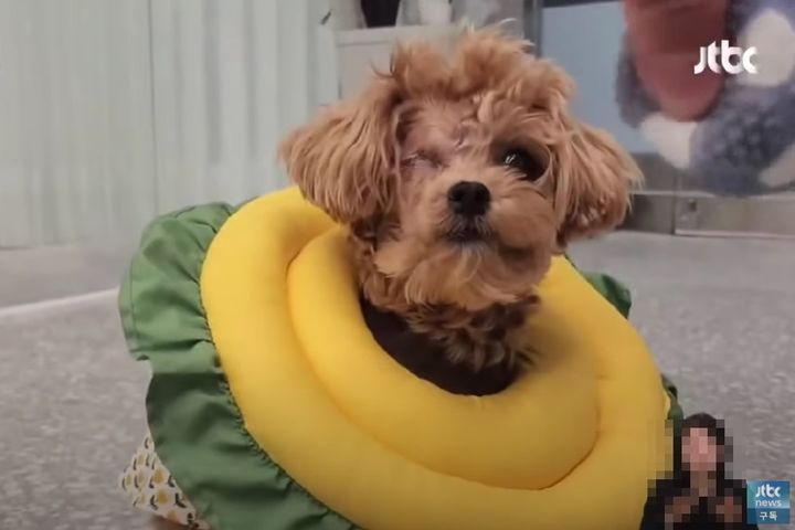 [서울=뉴시스] 지난 19일 JTBC '뉴스룸'에 따르면, 낮 동안 강아지를 맡아주는 한 반려견 유치원에서 한 성견이 같은 공간에 있던 강아지를 물었다. 이 사고로 강아지는 오른쪽 눈을 적출했다. (사진=JTBC '뉴스룸') *재판매 및 DB 금지