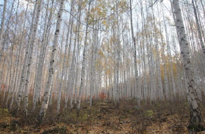 [인제=뉴시스] 22일 인제군은 지난 2022년 산림청 지방이양 공모사업에 선정된 목재문화체험장 조성사업이 도비 44억원 확보, 오는 2025년까지 총96억원 투입해 추진한다고 밝혔다. 사진은 자작나무숲. 인제군 제공 *재판매 및 DB 금지