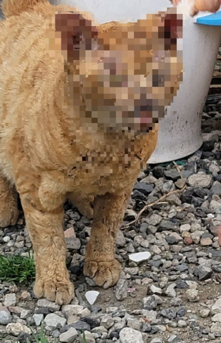 [부산=뉴시스] 지난 2월께부터 부산 강서구의 한 공장 지대에서 학대를 당한 것으로 추정되는 고양이 (사진=부산동물사랑길고양이보호연대 제공) 2024.04.22. photo@newsis.com *재판매 및 DB 금지