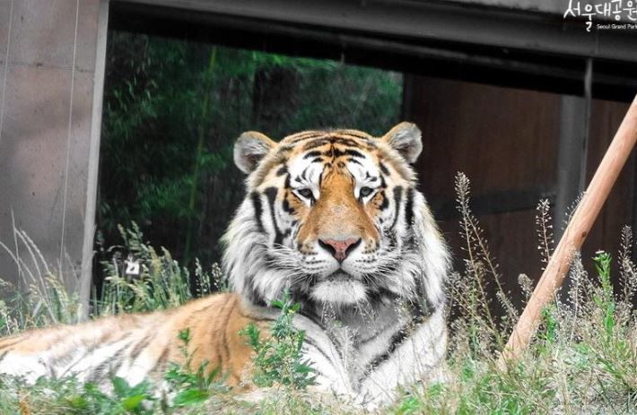[서울=뉴시스] 서울대공원의 4남매 시베리아호랑이 중 한 마리였던 '태백'이가 19일 폐사했다.(사진=서울대공원 홈페이지 캡처) *재판매 및 DB 금지