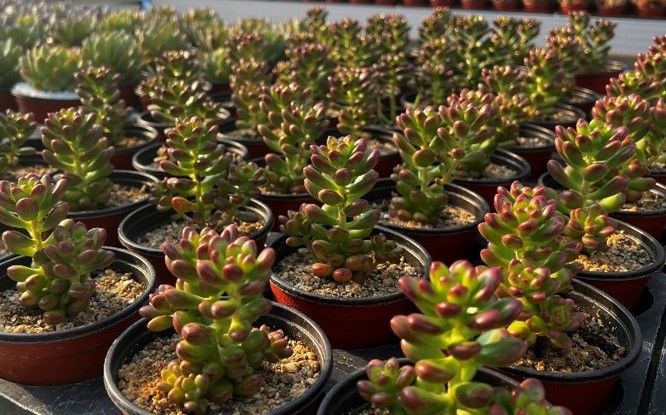 초코루이 재배 전경. (사진=경기도농업기술원 제공) *재판매 및 DB 금지