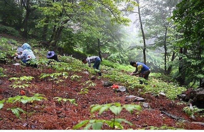 [함양=뉴시스] 함양군청 함양 산양삼 *재판매 및 DB 금지 *재판매 및 DB 금지