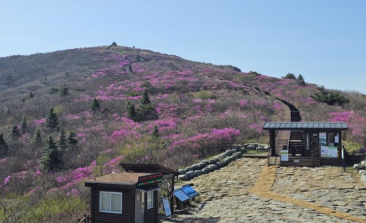 지리산국립공원 노고단 일원에 진달래가 활짝 피어있다. (사진=지리산국립공원전남사무소 제공) 2024.04.23. photo@newsis.com *재판매 및 DB 금지