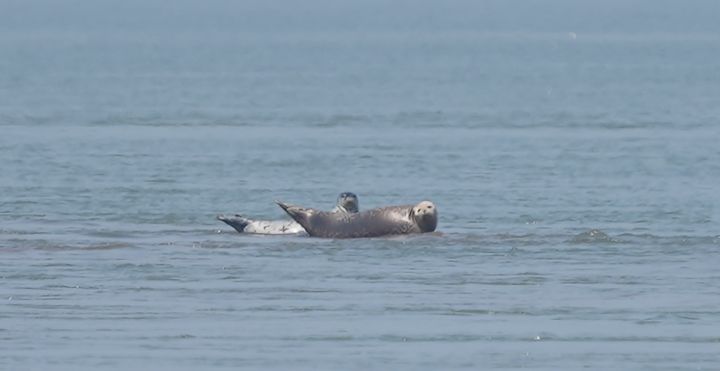 [홍성=뉴시스] 충남 태안 가로림만에 점박이물범 포착.&nbsp; *재판매 및 DB 금지