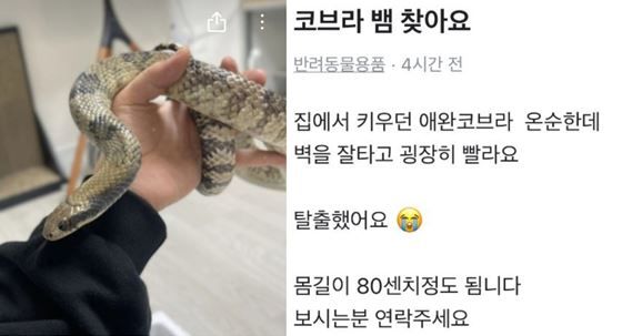 [서울=뉴시스] 전북 김제에서 '애완용 코브라'가 탈출했다는 소식이 알려져 주민들이 불안을 호소하고 있다. (사진=포털사이트 카페 '김제맘스홀릭' 캡처) *재판매 및 DB 금지