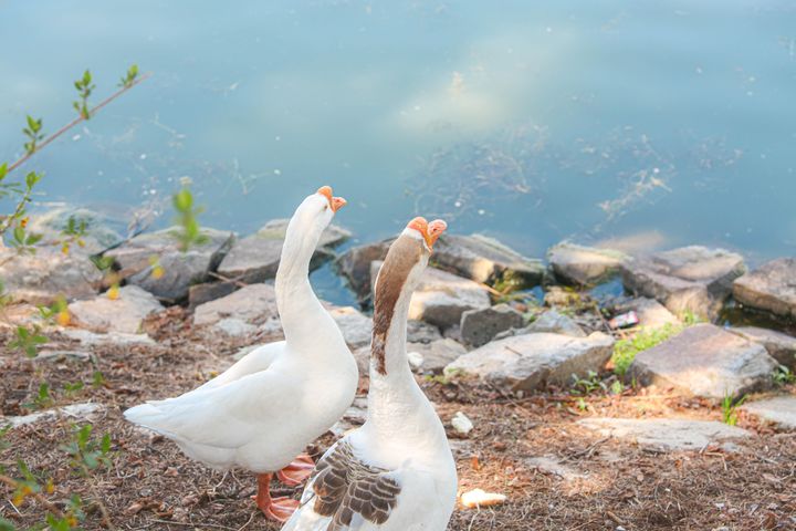 [서울=뉴시스] 검찰이 서울 광진구 건국대학교에서 마스코트 거위를 때린 혐의를 받는 60대 남성에게 징역형의 집행유예를 구형했다. 사진은 지난해 4월24일 건국대 일감호에 서식하는 '건구스'가 다시 활발하게 돌아다니고 있는 모습. (사진 = 건국대 제공) 2024.04.24. photo@newsis.com *재판매 및 DB 금지