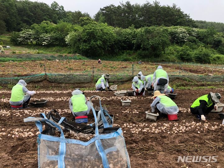 [창원=뉴시스]마늘 수확 일손돕기.(사진=경남도 제공)2024.04.25. photo@newsis.com