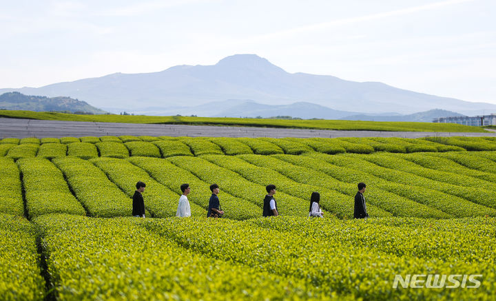 [서귀포=뉴시스] 우장호 기자 = 맑은 날씨를 보인 25일 오전 제주 서귀포시 안덕면 오설록 녹차밭을 찾은 수학여행단과 관광객들이 산책을 하며 즐거운 시간을 보내고 있다. 2024.04.25. woo1223@newsis.com